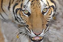 Tiger Zoo Si Racha IMG_1338.JPG